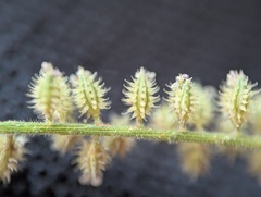 Tragus berteronianus, photograph (c) Zihao Wang, some rights reserved (CC BY)