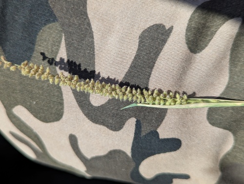 Tragus berteronianus, photograph 3