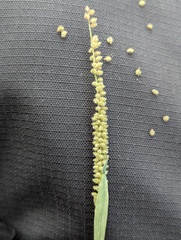 Tragus berteronianus, photograph (c) Zihao Wang, some rights reserved (CC BY)