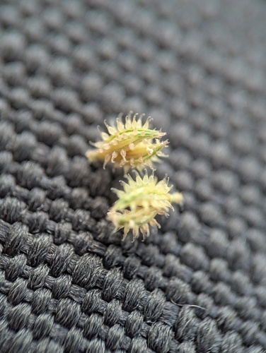 Tragus berteronianus