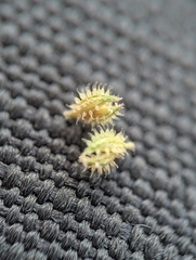 Tragus berteronianus