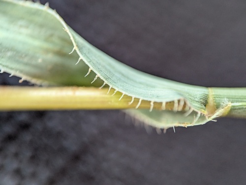 Tragus berteronianus, photograph 5