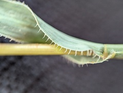 Tragus berteronianus, photograph (c) Zihao Wang, some rights reserved (CC BY)