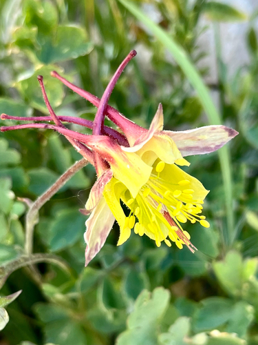 iNaturalist observation photo of Sierra Columbine