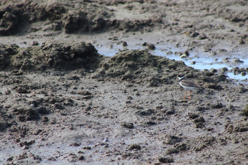 iNaturalist: (c) d_bellethorne, some rights reserved (CC BY-NC), uploaded by d_bellethorne iNaturalist image
