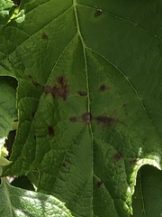 Cercospora hydrangeae