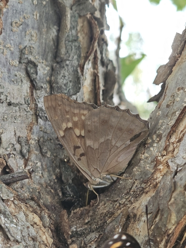 Tawny Emperor