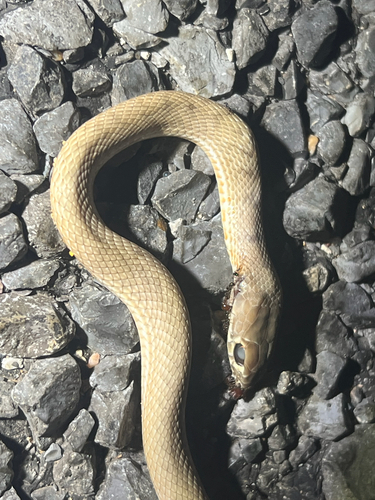 Common Coachwhip