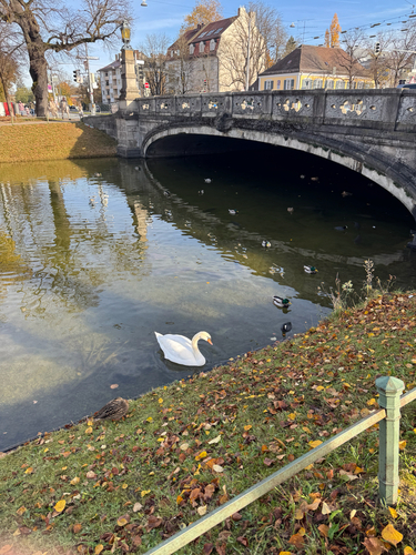 iNaturalist image