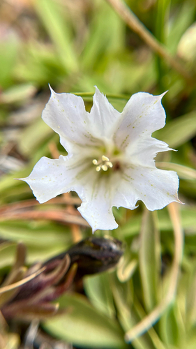 iNaturalist observation photo of Alpine Gentian