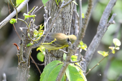 Setophaga discolor