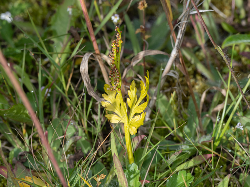 Botrychium matricariifolium, 2026-09-09