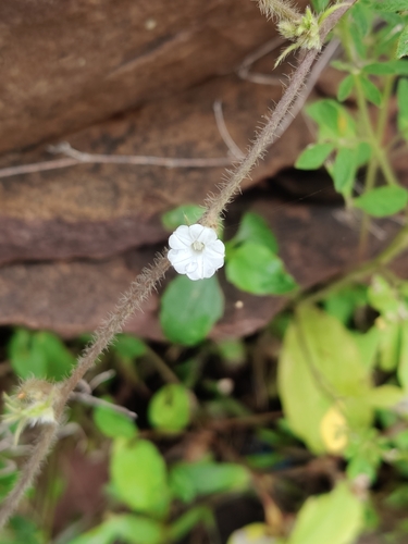 Ipomoea eriocarpa observed 2026-09-06