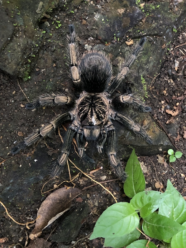 Thrixopelma