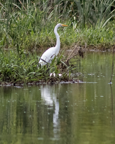 iNaturalist image