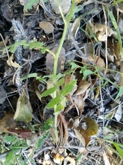 Phacelia cicutaria hispida