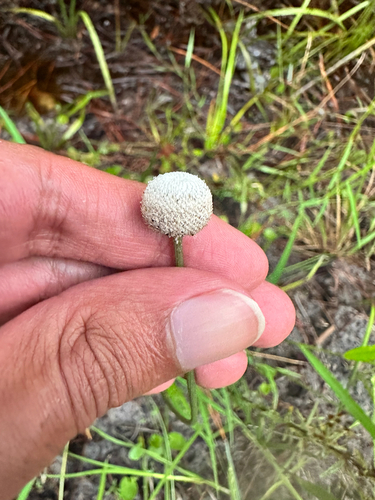 Eriocaulon decangulare, photograph 1