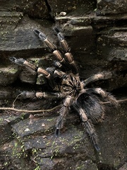 Thrixopelma