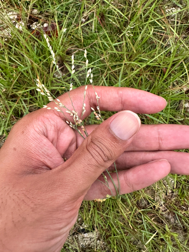 Panicum repens, photograph 3