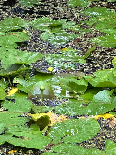 Nuphar advena