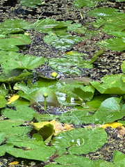 Nuphar advena