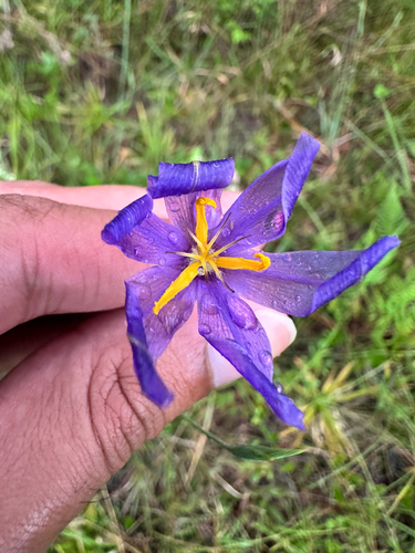 Nemastylis floridana