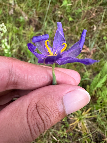 Nemastylis floridana, photograph 2