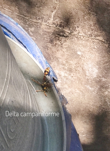 Delta campaniforme, 2026-09-05