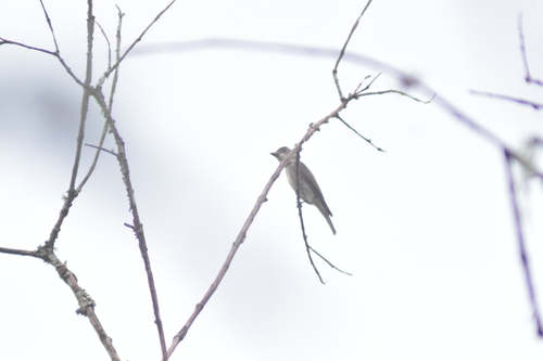 Papamoscas Boreal