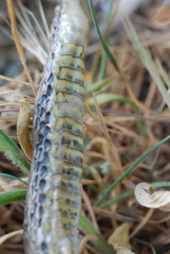Malpolon monspessulanus