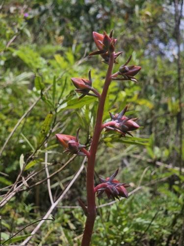 Echeveria subrigida