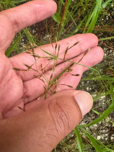 Fimbristylis autumnalis, photograph 3