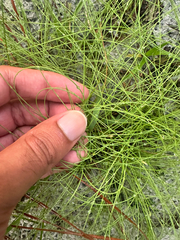 Eleocharis baldwinii