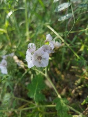 Phacelia cicutaria hispida