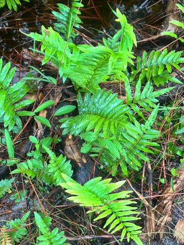 Telmatoblechnum serrulatum, photograph 4