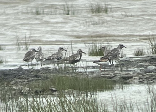 iNaturalist image