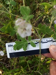 Phacelia cicutaria hispida
