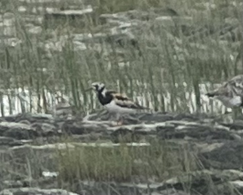 iNaturalist: (c) Seabrooke Leckie, some rights reserved (CC BY-NC), uploaded by Seabrooke Leckie iNaturalist image