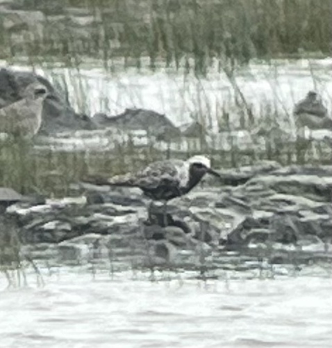 iNaturalist image