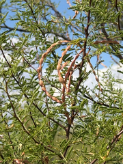Vachellia constricta