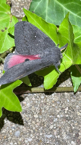 Hubbard's Silk Moth