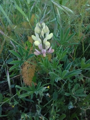 Lupinus gredensis