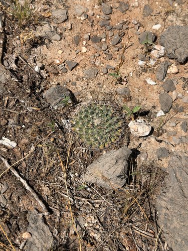 little nipple cactus