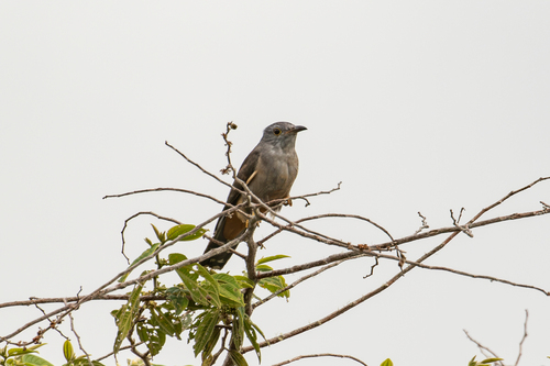 Cacomantis variolosus observed 2026-07-14