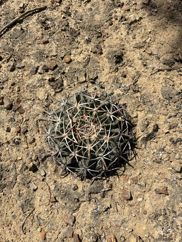 Horse Crippler Cactus