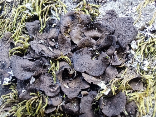peppered rock tripe