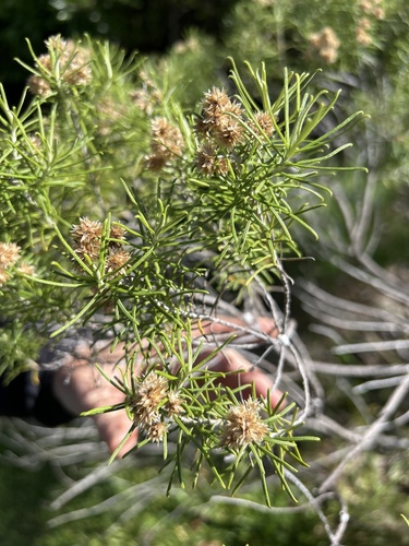 Cassinia tenuifolia observed 2026-09-10