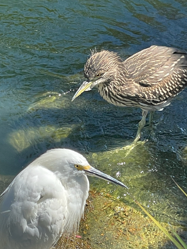 iNaturalist image