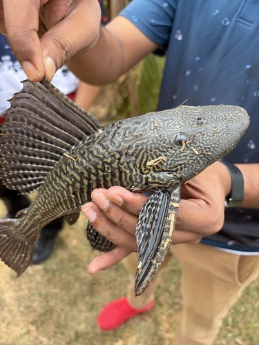 Sailfin Catfishes