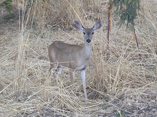 Mule Deer